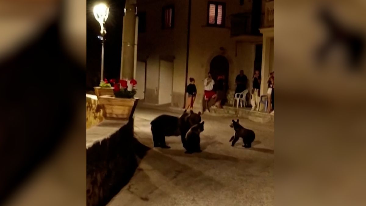 Medvědice se v italské vesnici vydala i s mláďaty na procházku mezi lidi